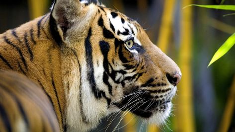 the side view tiger's head - Yahoo Image Search Results Malayan Tiger, Tiger Mask, Tiger Wallpaper, 3d Animals, View Wallpaper, Fort Myers Beach, Tiger Face, Animal Reference, Marco Island