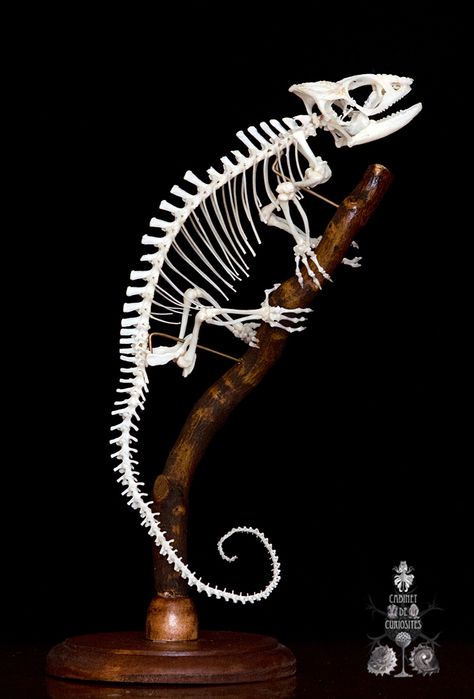 Gecko Skeleton, Reptile Skeleton, Chameleon Skeleton, Lizard Skeleton, Wet Specimen, Skeleton Drawings, Animal Skeletons, Vulture Culture, Skeleton Bones