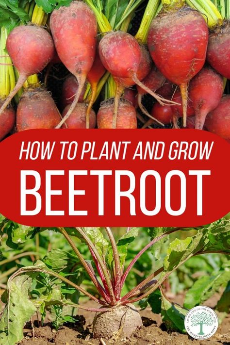 Cooking Beetroot, Roasted Beets And Carrots, Growing Beets, Fast Growing Vegetables, Natural Insecticide, Easy Vegetables To Grow, Vegetable Garden Planning, Fall Vegetables, Fall Garden Vegetables