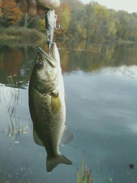 Fall topwater fishing...love to catch em using topwater Fishing Pictures Photography, Best Bass Fishing Lures, Bass Fishing Pictures, The Garden Of Words, Trout Fishing Tips, Fishing 101, Fishing Photography, Bass Fishing Lures, Bass Fishing Tips