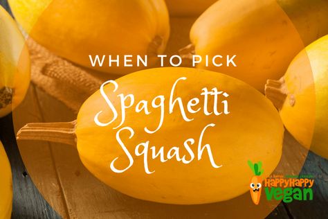 When To Pick Spaghetti Squash (And, How To Ripen And Store Your Gourd!) Storing Spaghetti Squash For Winter, Roasting A Spaghetti Squash, Best Way To Roast Spaghetti Squash, When Is Spaghetti Squash Ready To Pick, How To Save Spaghetti Squash, Freezing Spaghetti Squash, Green Spaghetti, Rotten Fruit, Noodle Maker