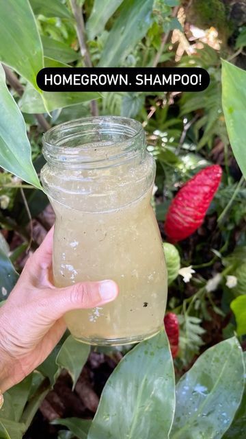 Kelli Veras on Instagram: "this stuff smells SO GOOD WOW! i loveeee when the awapuhi (shampoo ginger) is popping off. these babies are really getting big snd starting to fill out! it was fun collecting so much in a jar this year. gonna look into how to preserve it and use it as shampoo for as long as i can!   wanna grow some shampoo ginger!? (it grows well in a pot too!!) be sure to check out my etsy and get yourself some rhizomes. you can be harvesting like this next year! 😝  i also didnt have a friend to help me video so i like to put the phone in between my knees and film myself 🤷🏽. so theres that! happy thursday fam ❤️  mahalo @elijahskymusic for da music ❤️❤️. big blessings bro   #treehousechicks #gotseeds #plantaseed #elijahskymusic #awapuhi #shampooginger #growyourown #growyourow Pinecone Ginger Shampoo Recipe, Shampoo Ginger Uses, Awapuhi Shampoo Recipe, Awapuhi Shampoo, Shampoo Ginger, Ginger Uses, Ginger Plant, Shampoo Recipe, Plant Benefits