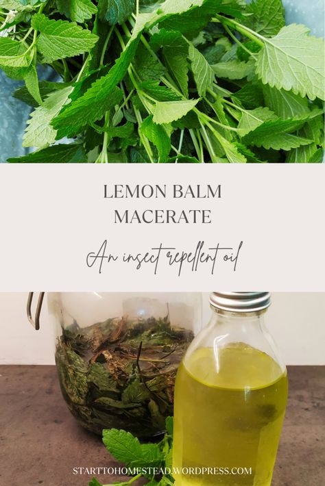 Lemon balm is a plant that has an insect repellent effect. Perfect to make anti-insect oil. Another property of the plant is that it soothes skin irritations. So if you are stung, the oil will immediately have a calming effect. Insect Repellent Homemade, Dried Sunflowers, Benefits Of Lemon, Small Herb Gardens, Lemon Benefits, Distillation Process, Dried Lemon, Diy Remedies, Natural Insect Repellant