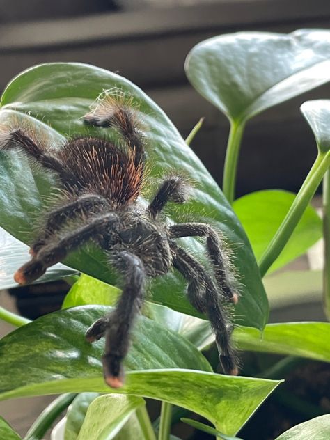 Tarantula spider pink toe tarantula Pink Toed Tarantula, Pinktoe Tarantula, Pink Toe Tarantula, Pet Tarantula, Pink Toes, Arachnids, Spiders, A Year, Year Old