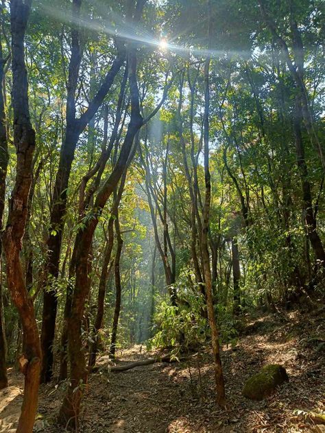 Forest in Nepal (hiking) Nepal Aesthetic, Nepal Hiking, Nepal Nature, Nepal People, Backpacking Panama, Travel Nepal, Nepal Culture, Vietnam Backpacking, Leopard Painting