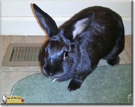 Havana Rabbit, Gerbil, January 13, Jungle Animals, Cute Bunny, Guinea Pigs, Rabbits, Havana, New Jersey