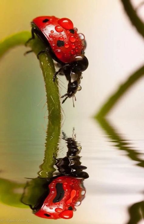 red,macro photography,green,insect,photography, Nature Photography Insects, Natural Forms Animals, Macro Photography Water, Macro Nature Photography, Insects Photography, Fast Sketches, Bug Photography, Macro Photography Abstract, Macro Photography Insects