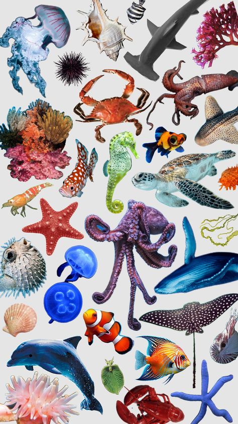 Collage Wallpaper, Water Animals, Sea Creature, Colorful Drawings, Sea Animals, Aesthetic Photography, Marine Life, Sea Creatures, Sea Life