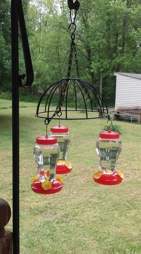 Pin by Tracydysard on At the farm in 2022 | Garden bird feeders, Backyard birds watching, Bird house feeder Diy Hummingbird Feeder, Backyard Birds Sanctuary, Backyard Birds Feeders, Memory Garden, Bird Feeding Station, Homemade Bird Feeders, Hummingbird Garden, Diy Bird Feeder, Furniture Small Spaces