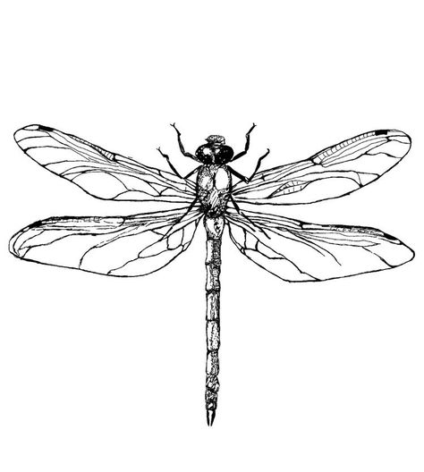 In Between Breast Tattoo, Between Breast Tattoo, Dragonfly Drawing, Earthy Tattoos, Illusion Tattoos, Optical Illusion Tattoos, Bauch Tattoos, Dragonfly Tattoo Design, Bug Tattoo