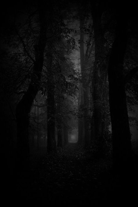 Schattengalerie Dark World Aesthetic, Dark Naturalism, Dark Forest Aesthetic, Slytherin Aesthetic, Foggy Forest, Dark Places, Black Aesthetic Wallpaper, Dark Photography, Dark Forest