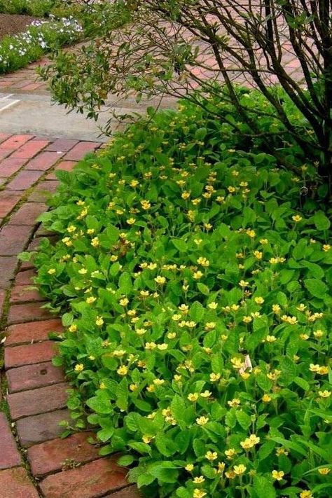 29 Best Shade Loving Ground Covers | Ground Covers for Shade Ajuga Ground Cover, Ground Cover Plants Shade, Evergreen Ground Cover Plants, Ground Cover Shade, Yellow Perennials, Ground Cover Seeds, Lily Turf, Perennial Ground Cover, Fast Growing Evergreens