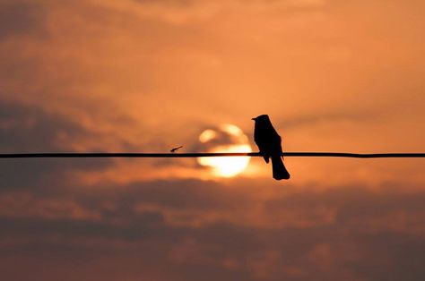 bird on the wire Shadow Silhouette, The Wire, Beautiful Birds, Birds, Celestial Bodies, Drawings, Photography