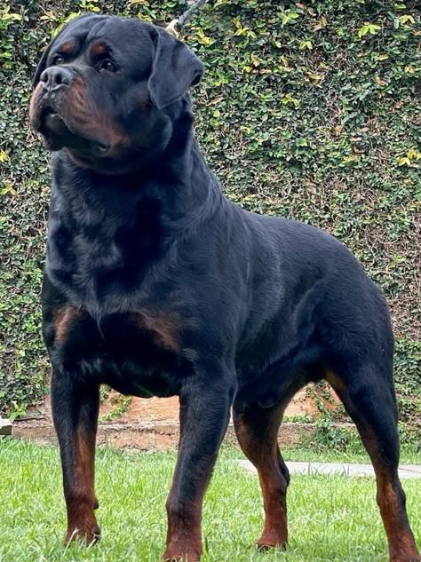 Big Rottweiler Dogs, Puppy Rottweiler, Dog Fever, Cute Rottweiler, Pitbull Dog Breed, German Rottweiler, Rottweiler Breed, Mastiff Breeds, Protective Dogs