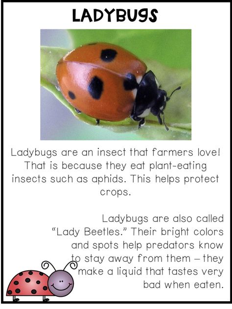 What The Ladybird Heard Activities, Insects Crafts, Learning About Insects, Ladybugs Preschool, Insects For Kids, Grouchy Ladybug, Mini Beasts, Insect Unit, Insects Preschool