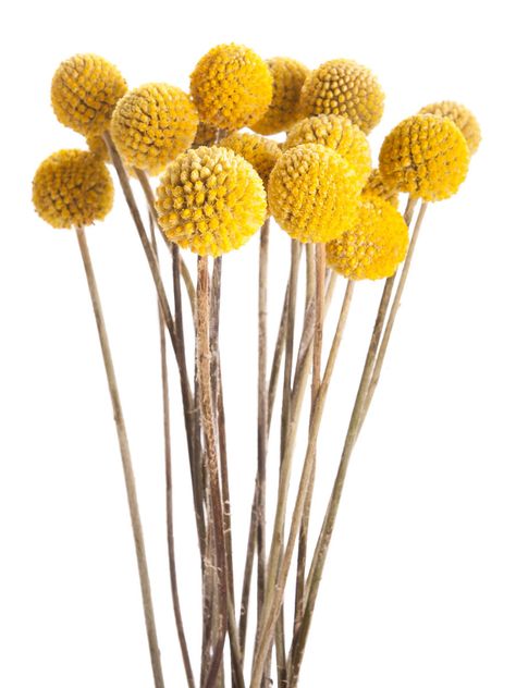 Also known as Billy Balls or Billy Buttons, this whimsical option is the perfect way to add a much-needed pop of color to your home.   - HouseBeautiful.com Gerbera Jamesonii, Fall Mums, Billy Balls, Billy Buttons, Australian Native Flowers, Medicine Bottle, Winter Village, Dried Floral, Arte Floral