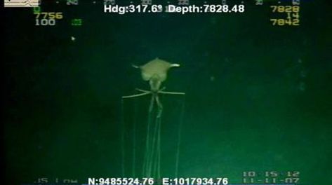 The Magnapinna squid Magnapinna Squid, Nautical Horror, Big Things, Marine Animals, Pets Funny, Deep Sea, Marine Life, Sea Life, The Dream