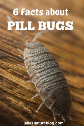 I have always loved these weird bugs.   These are some neat facts I didn't know. Weird Bugs, 2nd Grade Crafts, Entomology Illustration, Pill Bugs, Nature Facts, Rolly Polly, Nature Club, Origami Paper Flowers, Homeschool Nature