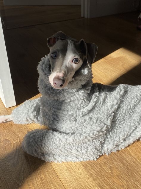 Italian greyhound, cute, dog, small, hypoallergenic dog, toy breed, Agnes, Iggy, pretty boy, funny dog, cute dog, iggies, sighthound, dog clothes, Etsy, dogs in clothes, coquette, clean girl aesthetic Italian Greyhound Aesthetic, Greyhound Aesthetic, Miniature Italian Greyhound, Dogs In Clothes, Cute Greyhound, Coquette Clean Girl, Clothes Coquette, Italian Greyhound Clothes, Italian Greyhound Puppies