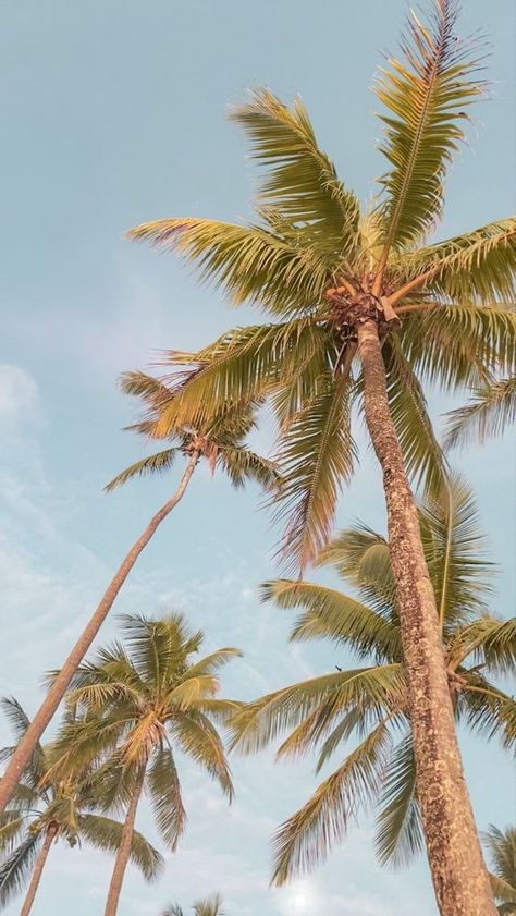 70+ Summer Aesthetic Wallpapers for Your Phone - Boss Babe Chronicles Aesthetic Summer Wallpapers, Palm Tree Background, Palm Tree Drawing, Palm Tree Photography, Palm Tree Pictures, Palm Trees Wallpaper, Summer Wallpapers, Palm Trees Beach, Letter X