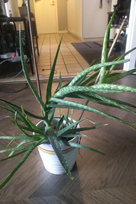 Why Does My Aloe Plant Not Stand Up - With 5 Reasons! 2 Aloe Vera Plant Indoor, Organic Insecticide, Grow Lamps, Plant Problems, Aloe Plant, Aloe Vera Plant, Powdery Mildew, Aloe Leaf, Plant Supports