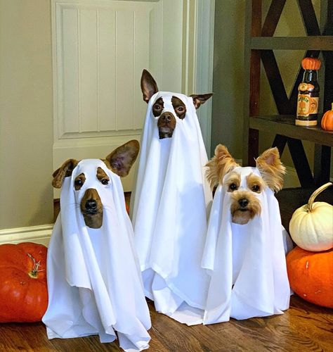 Big Dog Halloween Costumes, Cute Dog Halloween Costumes, Best Dog Halloween Costumes, Christmas Pet Clothes, Dogs Ideas, Cute Dog Costumes, Halloween Dogs, Autumn Animals, Matching Halloween Costumes