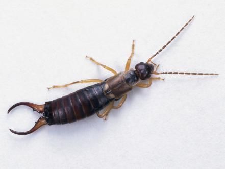 Earwig are mostly beneficial, however if you find them eating your dahlia or mums, you can lure them into an overturn pot filled with straw and release them elsewhere. Earwig Tattoo, Insect Eggs, Earwigs, Lawn Care Tips, Garden Insects, Pest Control Services, Arthropods, Beneficial Insects, Garden Pests