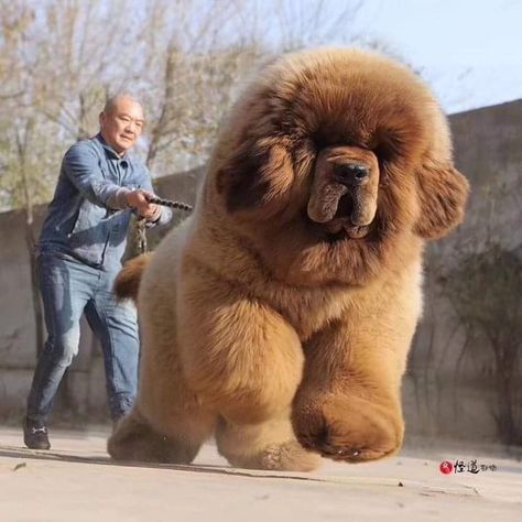 Tibetan Mastiff Dog, Big Fluffy Dogs, Cute Fluffy Puppies, Funny Dog Jokes, Rare Dogs, Big Dog Breeds, Dog Jokes, Huge Dogs, Mastiff Dogs