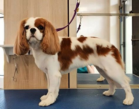 10 Best Cavalier King Charles Spaniel Haircuts | The Paws King Charles Haircut, Cavalier King Charles Spaniel Short Haircut, Cavalier King Charles Spaniel Haircut Styles, Cavalier King Charles Spaniel Grooming Styles, Blenheim Cavalier Puppy, Cavalier Grooming Styles, Cavalier King Charles Spaniel Haircut, Spaniel Haircut, Cavalier King Charles Spaniel Blenheim