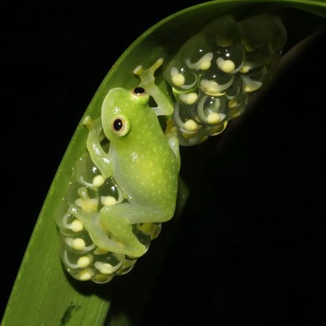 Glass act: Scientists reveal secrets of frog transparency | AP News Glass Frogs, Frog Species, Glass Frog, Life Form, Central America, Frogs, Scientists, The Secret, Science