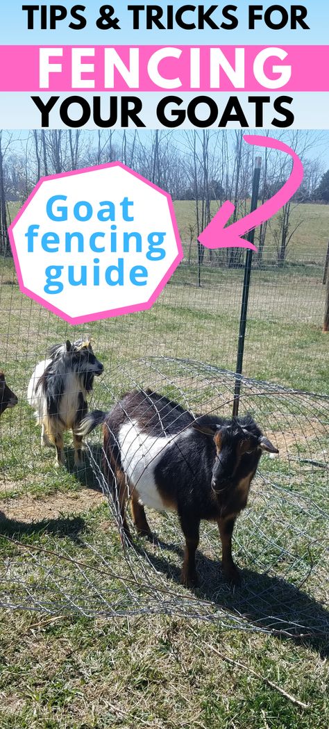 Goat farmers always say, if it can't hold water, it can't hold a goat. Goats tend to be veru inquisitive and escape artists. Here is our list of Nigerian Dwarf Goat fencing tips and trick we've compiled over the years of our experience. These ideas can help you whether you have a woven wire, pallet, DIY, cheap, or expensive fence.  #homesteadlife #raisinggoats #homesteadanimals Goat Kidding Kit, Farming 101, Goat Fence, Goat Toys, Keeping Goats, Goat Health, Goat Shelter, Goat House, Feeding Goats