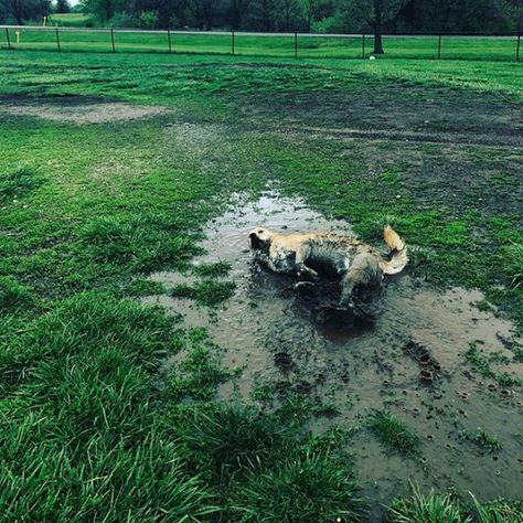 It Rained All Last Night And My Humans Knew It Wouldn't Be A Perfect Easter For Me Unless I Got To Go Play In Puddles And Make A Mess And Be A Savage Mud Monster Mud Monster, Muddy Dog, Rocket Dogs, Dogs Playing, Dog Meme, Time Painting, Animal Pics, 10 Reasons, Jack Russell Terrier