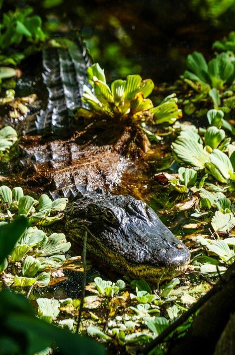 Corkscrew Swamp Sanctuary - American Alligator Alligator Aesthetic, Alligator In Swamp, Swamp Aesthetic, American Alligator, Wildlife Habitat, Naples Florida, Crocodiles, Reptiles And Amphibians, Amazing Facts