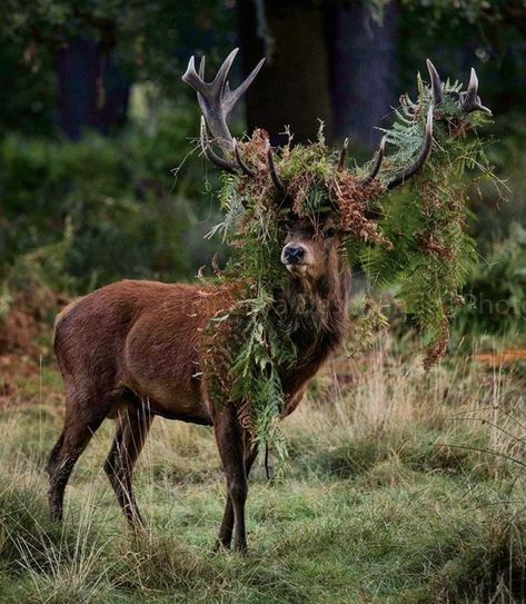 Piskel Art, 수채화 그림, Pretty Animals, Arte Inspo, A Deer, An Animal, Animal Photo, Nature Animals, Creature Design