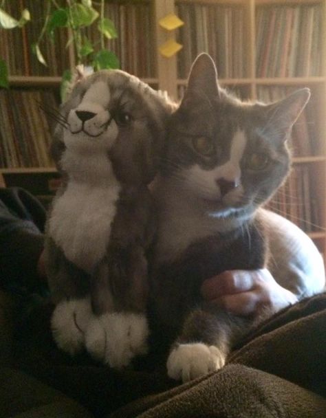 Ikea's "Lilleplutt" stuffed animal looks like my buddy Fuzzy Fuzzbourne. Who else has a black-nosed gray-stripey white-paw kitty? Ikea Stuffed Animal, Ikea Plushies, Ikea Cat, Cat Pillow, Silly Animals, My Buddy, Christmas Birthday Gifts, Stuffed Animal, Cute Cats