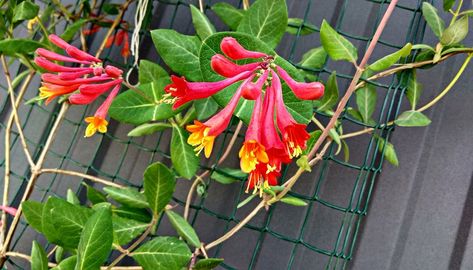 Lonicera Periclymenum, Lonicera Japonica, Honeysuckle Tattoo, Honeysuckle Plant, Plants From Cuttings, Wild Honeysuckle, Honey Suckle, Honeysuckle Vine, Yard Inspiration