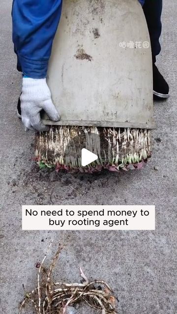 Plant Lovers on Instagram: "Simple rooting water at home #gardeninggoals #gardeningistherapy #gardeningtips #gardeninglife #gardening_love #gardeninguk #gardening101 #gardeningtools #gardeningislife #gardeningtherapy #gardeningknowhow #gardeningseason #gardeningismytherapy #gardeningmakesmehappy #gardeningaustraliamag #gardeningday #gardeningideas #gardeningphoto" Food Forest Garden, Garden Hacks Diy, Sacred Garden, Vegetable Garden Diy, Garden Solutions, Flower Pot Garden, Indoor Herb Garden, Forest Garden, Organic Gardening Tips