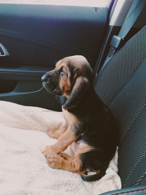 Bloodhound Puppy, Bloodhound Aesthetic, Dogs Tattoo, Hound Dog Puppies, Bloodhound Puppies, Bloodhound Dogs, Cockapoo Puppies, Hound Puppies, Puppy Kisses