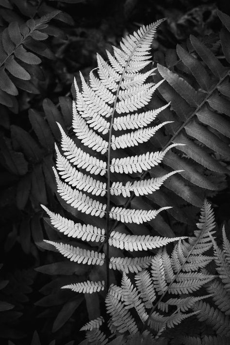 Black And White Forest Aesthetic, Fern Black And White, Hosta Flower, Forest Fern, Fern Wallpaper, Branding Portfolio, Black And White Leaves, Leaf Photography, Green Pictures