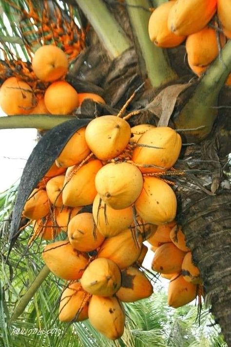 King Coconut, Coconut Images, Fruits And Vegetables Pictures, Vegetable Pictures, Plum Fruit, Doodle Images, Fruit Stands, Colorful Fruit, Exotic Fruit