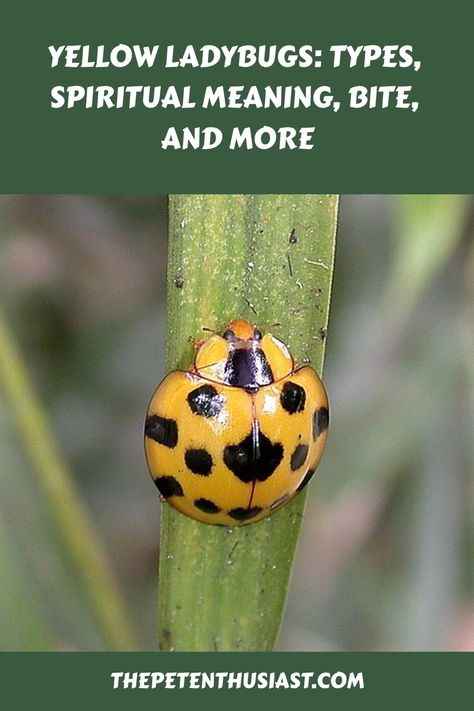 What types of ladybugs are yellow? What are the spiritual meanings of yellow ladybugs? Are they dangerous? LEARN HERE. Yellow Ladybug, Giant Bamboo, Types Of Bugs, Types Of Fungi, Lady Beetle, Spiritual Meaning, Black Spot, Meant To Be, Spirituality