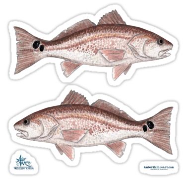 ""Redfish" by Amber Marine ~ watercolor fish art, © 2013" Stickers by Amber Marine ~ Wildlife Artist | Redbubble Redfish Art, Watercolor Pencils Techniques, Fish Stickers, Marine Wildlife, Unique Fish, Watercolor Fish, Wildlife Artists, Red Fish, Stickers For Sale