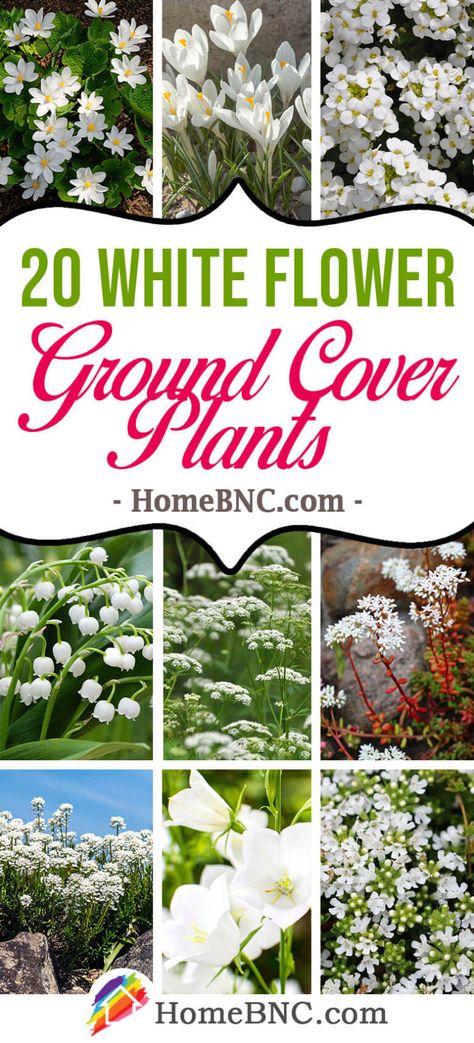 20 White Flower Ground Cover Plants that Spread Quickly Snow In Summer Ground Cover, White Flower Ground Cover, Snow On The Mountain Plant, White Ground Cover, Flower Ground Cover, Phlox Ground Cover, White Perennial Flowers, Ground Cover Flowers, Ground Cover Shade