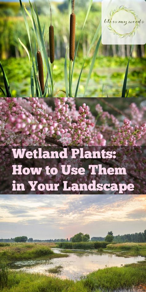 Backyard Wetlands Landscape, Backgarden Ideas, Wetland Garden, Wetland Design, Wetlands Landscape, Wetland Plants, Ladder Ideas, Plants Tips, Plants Landscape