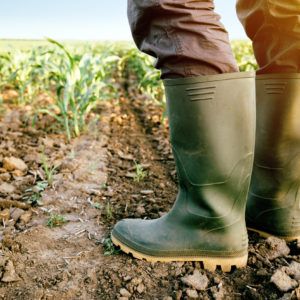 Farmer in rubber boots standing in the field of corn. Urban Agriculture, Thirty Two, Street Marketing, University Of Missouri, Rubber Boots, Barbados, Hunter Boots, Agriculture, Rubber Rain Boots