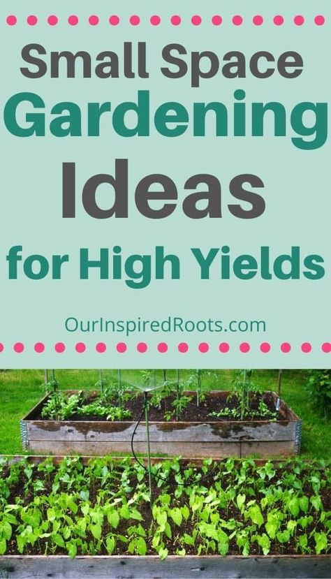 If you're looking to grow food in your tiny yard you need these small space gardening ideas. These tips will help you to grow more vegetables in the space you have. #smallspacegardening #gardening #homesteading Small Space Gardening Ideas, Manure Tea, Tiny Yard, Growing Plants From Seeds, Fruit Orchard, Grow A Garden, Orchard Garden, Shade Tolerant Plants, Herb Containers