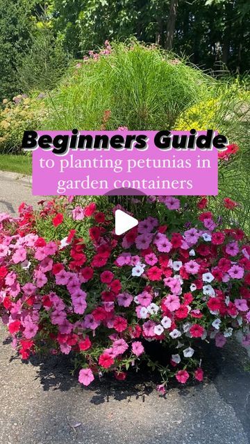 🌸 Mary Ann ~ Seasonal Home & Garden Tips. on Instagram: "Full Details Here👇🏻  . 🪴 Gardening advice for beginner gardeners to help plant petunias in your container gardens. . 🌸 If you are a beginner gardener, start with annuals that will give you success. This container is filled with easy to grow annuals! Choose a location in full sun. . 1️⃣ Graceful Grasses Prince Tut: . 🌿 The center statement plant for this container garden. It’s a stunner!! By the end of the summer, this plant will get large (not as large as King Tut) Height: 30 -48”. Spread: 24 - 36” . 2️⃣ Petunia - Supertunia Vista Silverberrry (3 total):  . 🪴 A beautiful blush pink petunia.  One of my favorite colored petunias! Supertunias are self cleaning so no dead heading!! Vista series gets large they can grow up to 4’ by Supertunia Vista Jazzberry, Large Container Planting Ideas, Supertunia Vista Bubblegum, Apartment Gardening, Gardening Indoors, Petunia Flower, Purple Petunias, Container Garden Design, Fountain Grass