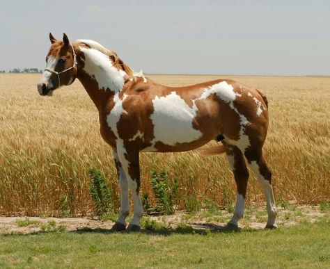 Chestnut paint Paint Horses For Sale, Cheval Pie, American Paint Horse, Pinto Horse, Rocking Horses, American Paint, Paint Horse, Horse Dressage, Most Beautiful Horses