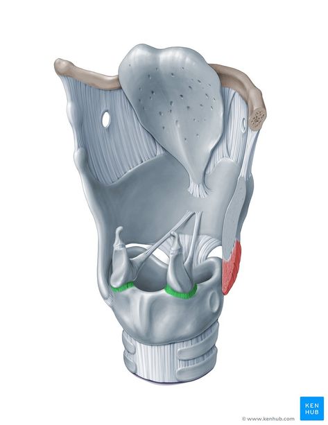 Synovial Joints, Joints Anatomy, Paul Kim, Medical Illustrations, Retro Art Prints, Biology Facts, Medical Student Study, Muscle Anatomy, Event Program