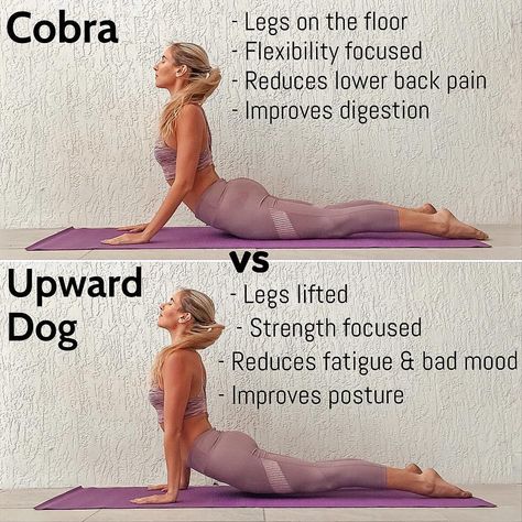 Cobra vs Upward Dog!! Which do you prefer?! 💞 🐍 🐶 👉🏼 Cobra Pose: 🐍 Legs and pelvis stayed rested on the floor and arms are slightly bent… Upward Dog, Ashtanga Vinyasa Yoga, Yoga Beginners, Cobra Pose, Dog Yoga, Yoga Posen, Yoga Iyengar, Yoga Moves, Easy Yoga Workouts